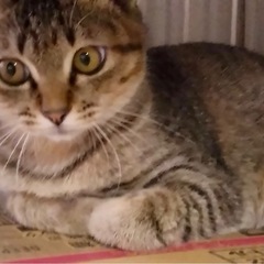 キジ三毛　女の子