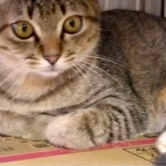 キジ三毛　女の子 - 猫