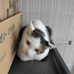 キジ白ブチ　男の子