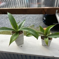 マンガベ　★マッチョモカ★