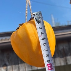 干し柿用　大玉　😱残り25〜30個程😱の画像
