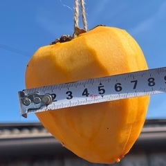 干し柿用　大玉　😱残り25〜30個程😱の画像