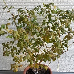 四季咲き　木立性　バラ　薔薇　黄色　ゴールデンセレブレーション の画像