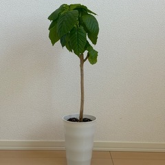 ウンベラータの画像