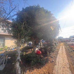 植木　4m 金木犀　茨城町　の画像
