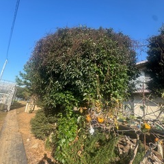 植木　4m 金木犀　茨城町　の画像