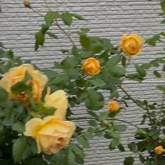 四季咲き　木立性　バラ　薔薇　黄色　ゴールデンセレブレーション の画像