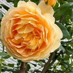 四季咲き　木立性　バラ　薔薇　黄色　ゴールデンセレブレーション の画像