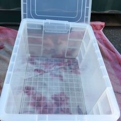 JM20396S)1段収納ケース/衣類収納 2個セット 和泉化成  幅：約44cm 高さ：約32,5cm 奥行：約64,8cm 中古品【取りに来られる方限定】の画像