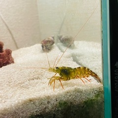【海水魚】カーリーシュリンプの画像