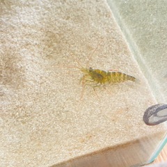 【海水魚】カーリーシュリンプの画像