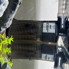 ビーシュリンプなどの画像