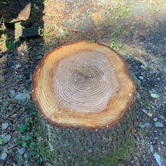 伐採した木の画像