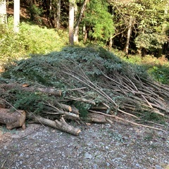 伐採した木の画像