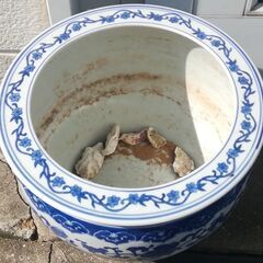 火鉢　めだか　メダカ　ガーデニングの画像