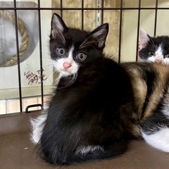 黒白ハチワレ男の子