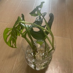 観葉植物　
マドカズラ の画像
