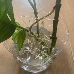 観葉植物　
マドカズラ の画像