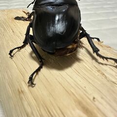 ☆やぶ様ご商談中です☆【847系100%】能勢YG血統オオクワガタ新成虫ペア【♂は不全】の画像