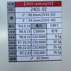 ☆やぶ様ご商談中です☆【847系100%】能勢YG血統オオクワガタ新成虫ペア【♂は不全】の画像