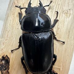 ☆やぶ様ご商談中です☆【847系100%】能勢YG血統オオクワガタ新成虫ペア【♂は不全】の画像