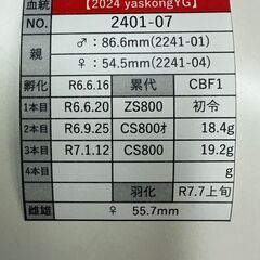 ☆やぶ様ご商談中です☆【847系100%】能勢YG血統オオクワガタ新成虫ペア【♂は不全】の画像