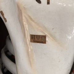 人体模型の画像