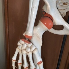 人体模型の画像