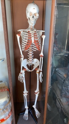 人体模型
