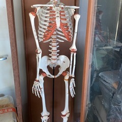 人体模型の画像