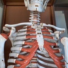 人体模型の画像