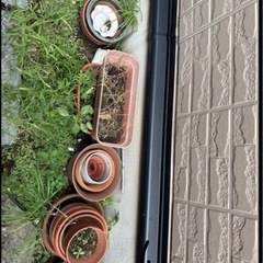 植木鉢、プランターの画像