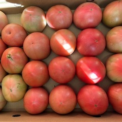 みかん1箱１０キロの画像