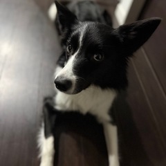 ボーダーコリー3歳の女の子里親募集🙇‍♀️