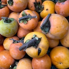 干し柿用渋柿❣️20個❣️の画像