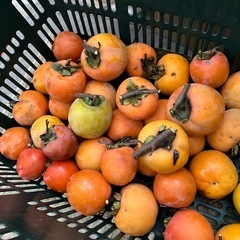 干し柿用渋柿❣️20個❣️の画像