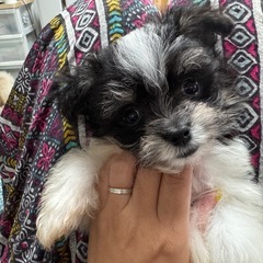 マルポメ男の子🩵込み込み価格18万✨