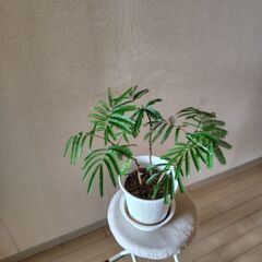 エバーフレッシュ3株の画像