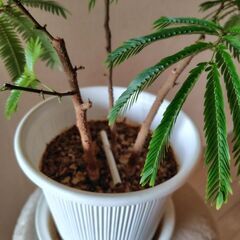 エバーフレッシュ3株の画像