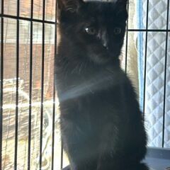 甘えん坊の黒猫ちゃん(2ヶ月)