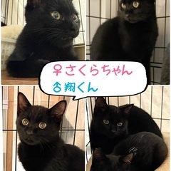 可愛い黒猫ちゃん姉弟をよろしく🩷🩵