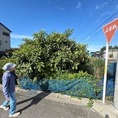 いちじくの木、びわのきびわの木（北名古屋かっこ）の画像