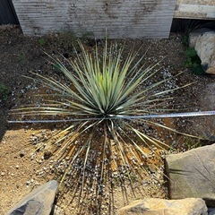 ユッカロストラータ　地植えしてる1メートル株の画像