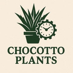 ユッカロストラータ　地植えしてる1メートル株の画像