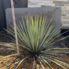 ユッカロストラータ　地植えしてる1メートル株の画像