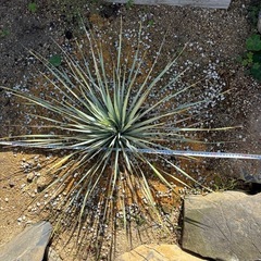 ユッカロストラータ　地植えしてる1メートル株の画像