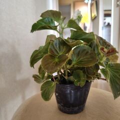 フライングエッグの苗の画像