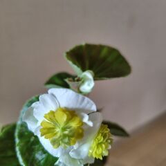 フライングエッグの苗の画像