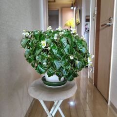 フライングエッグの苗の画像