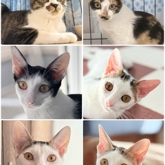 譲渡会参加します11月2日😺抱っこに来てね💕